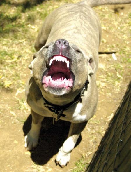 pit bull